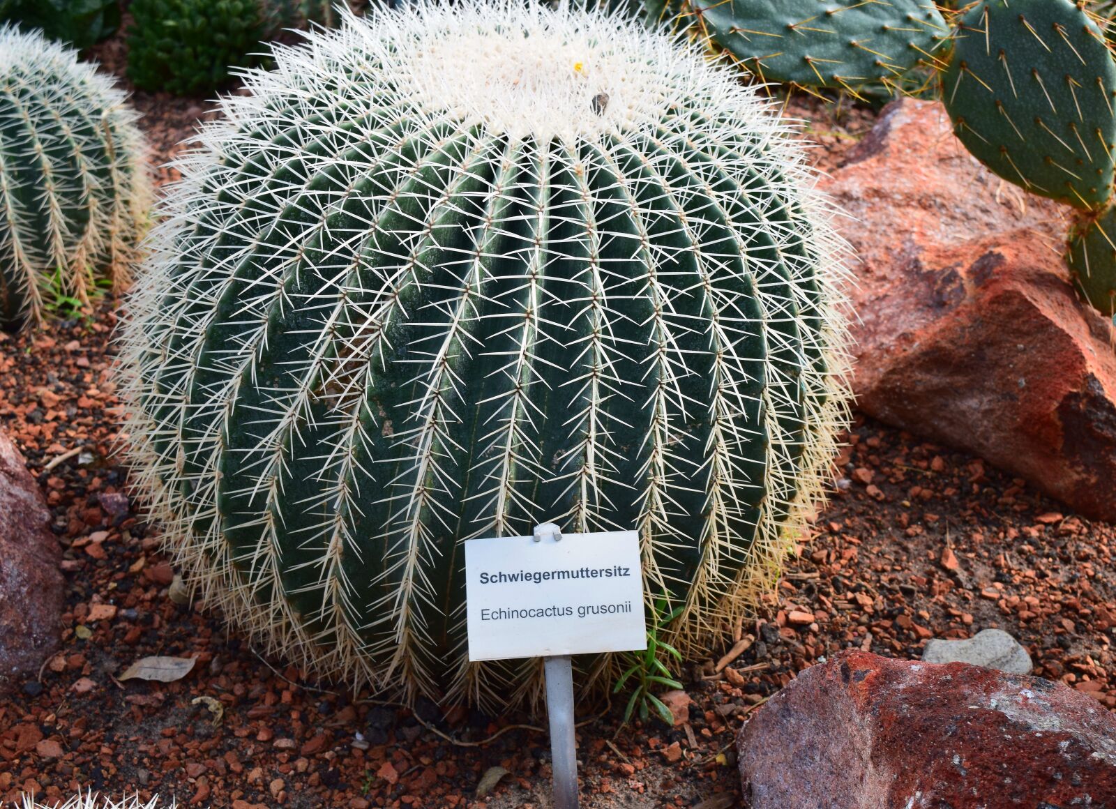 Nikon D5300 sample photo. Cactus, plant, prickly photography