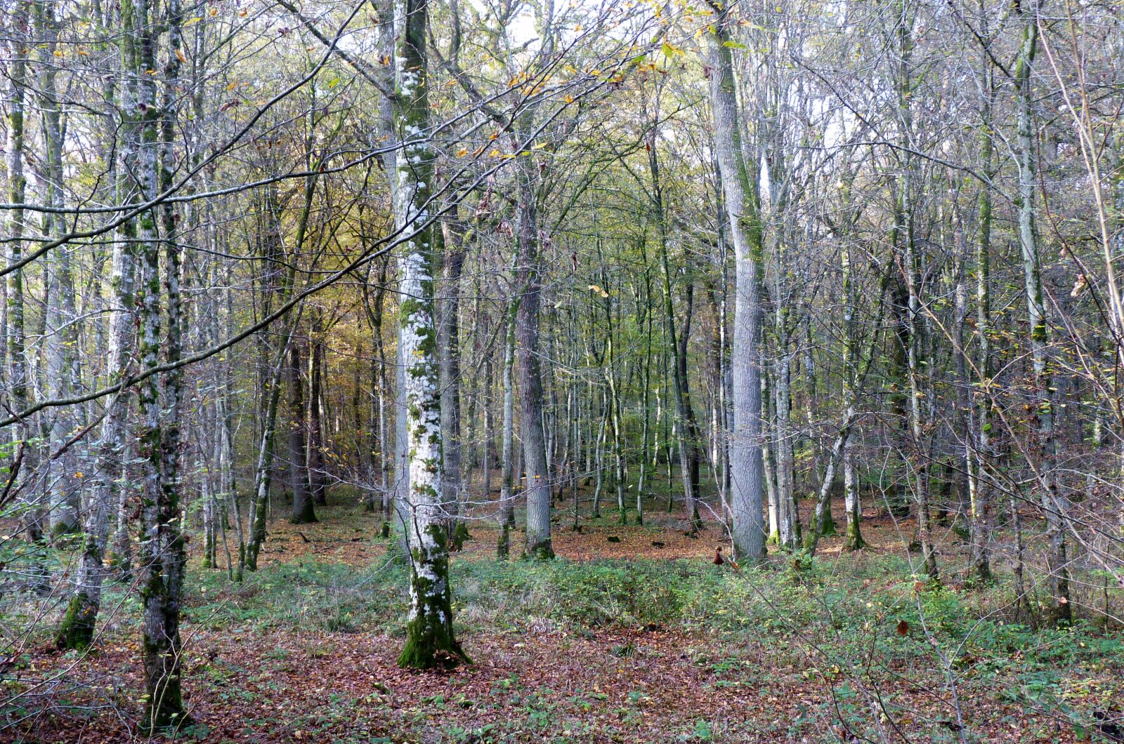 Panasonic Lumix DMC-FZ35 (Lumix DMC-FZ38) sample photo. Forest, colour, autumn photography