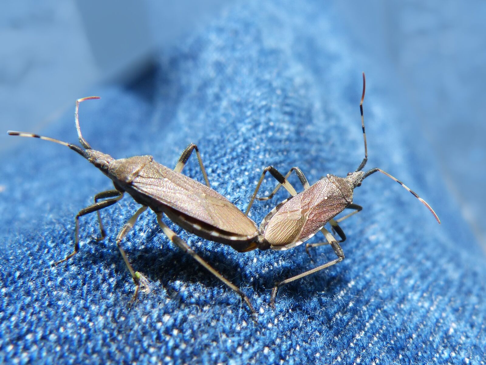 Panasonic DMC-FZ62 sample photo. Longhorn beetle, beetle longicornio photography