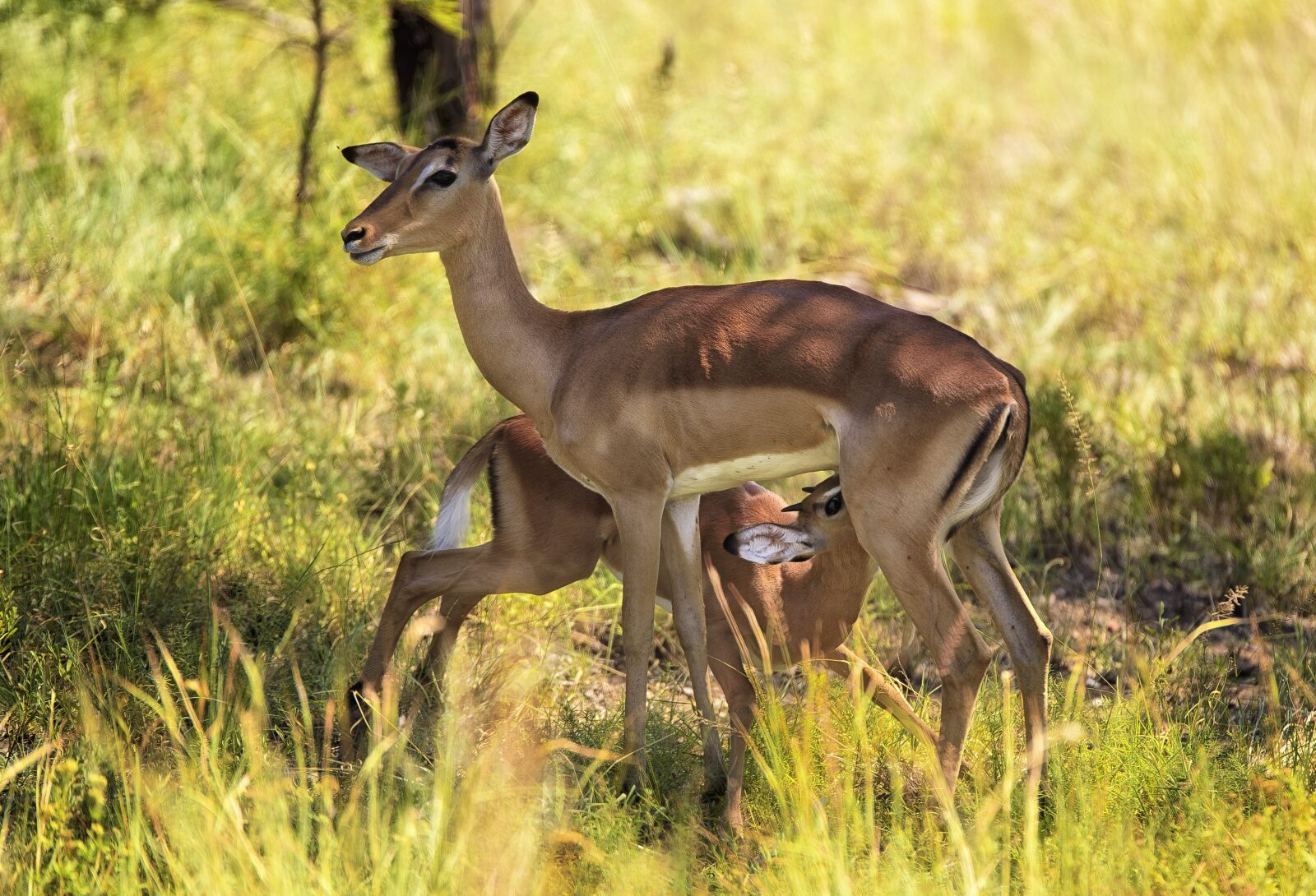 Nikon D750 sample photo. Impala, suckling, wildlife photography