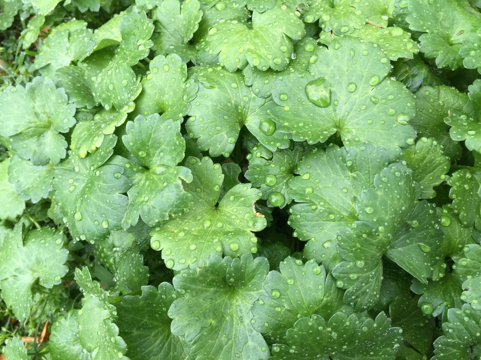 iPhone 6 Plus back camera 4.15mm f/2.2 sample photo. Leaves, grass, green photography