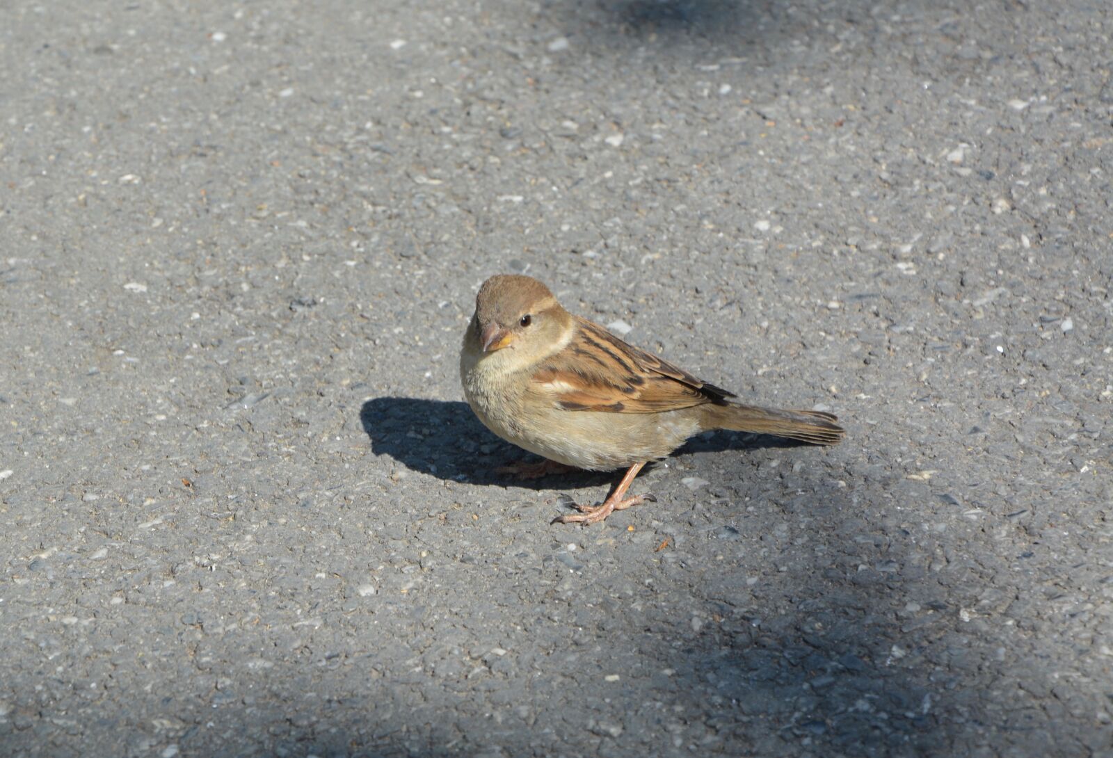 Nikon D5200 sample photo. Bird, sparrow, animal photography