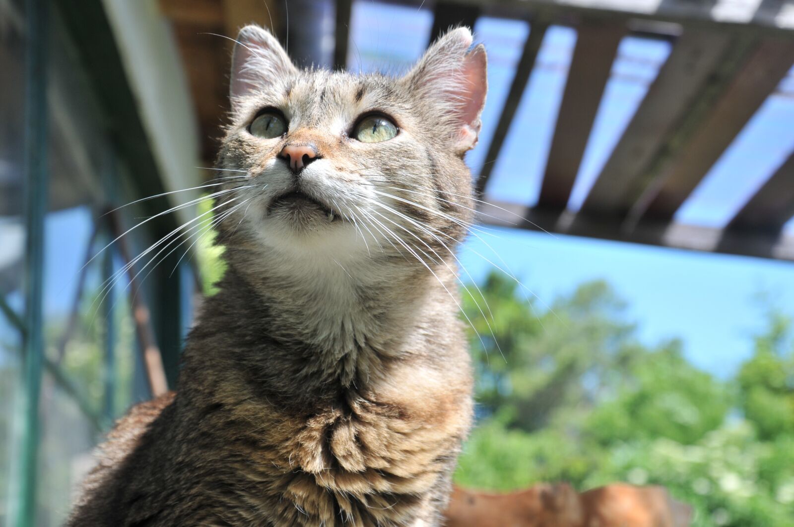 Nikon D300 sample photo. Summer, cat, mackerel photography