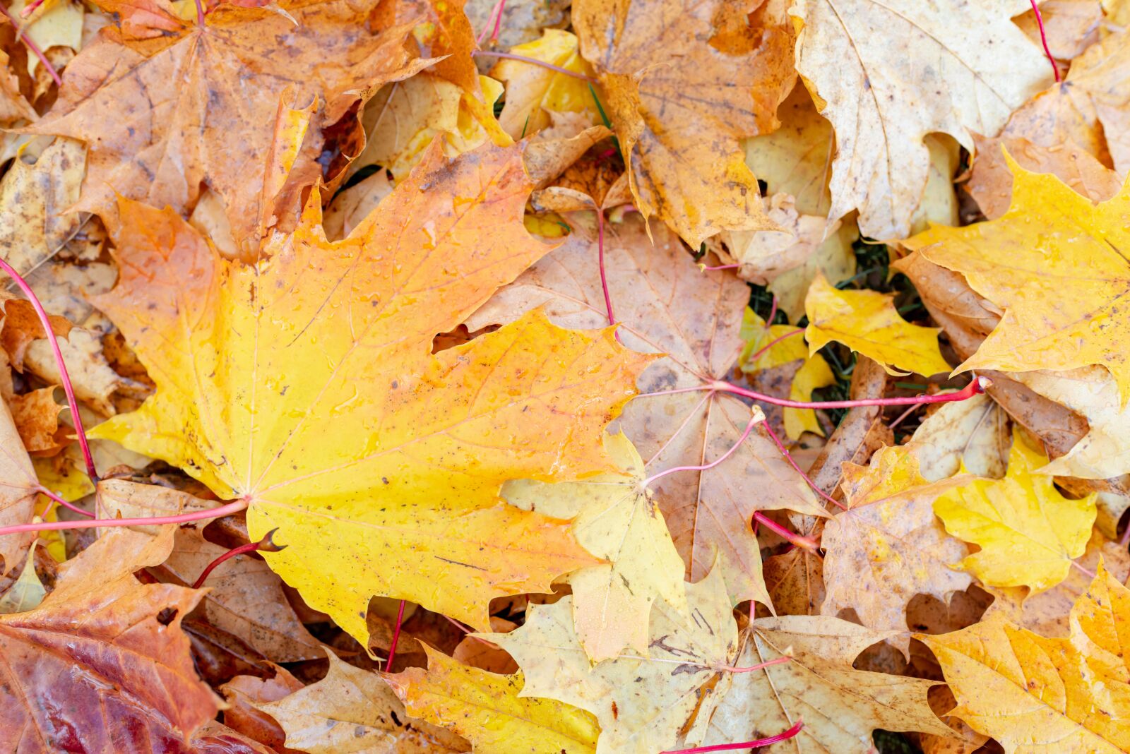 Nikon D610 sample photo. Autumn, leaf, maple photography