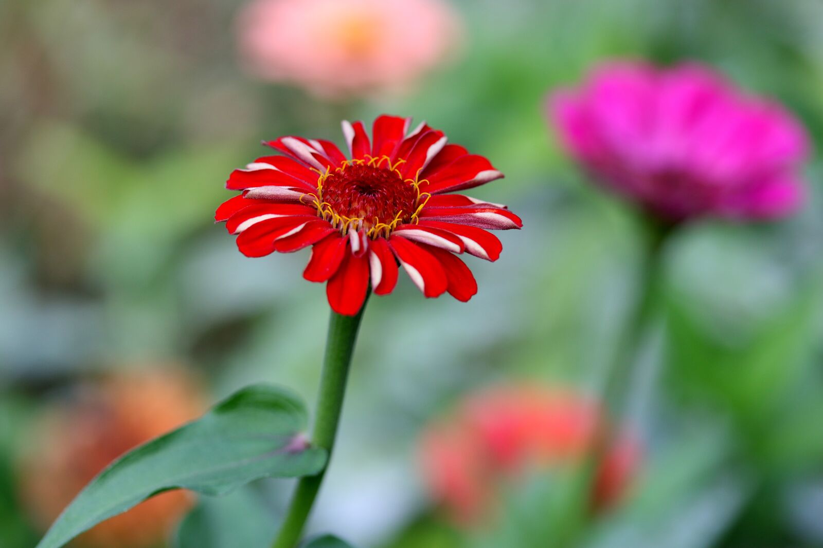 Canon EF-S 60mm F2.8 Macro USM sample photo. Carciumareasa, flower, red photography