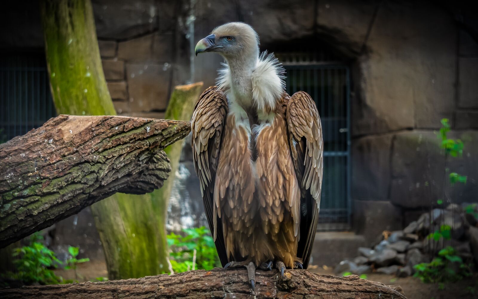 Sony E 55-210mm F4.5-6.3 OSS sample photo. Vulture, bird, animal photography