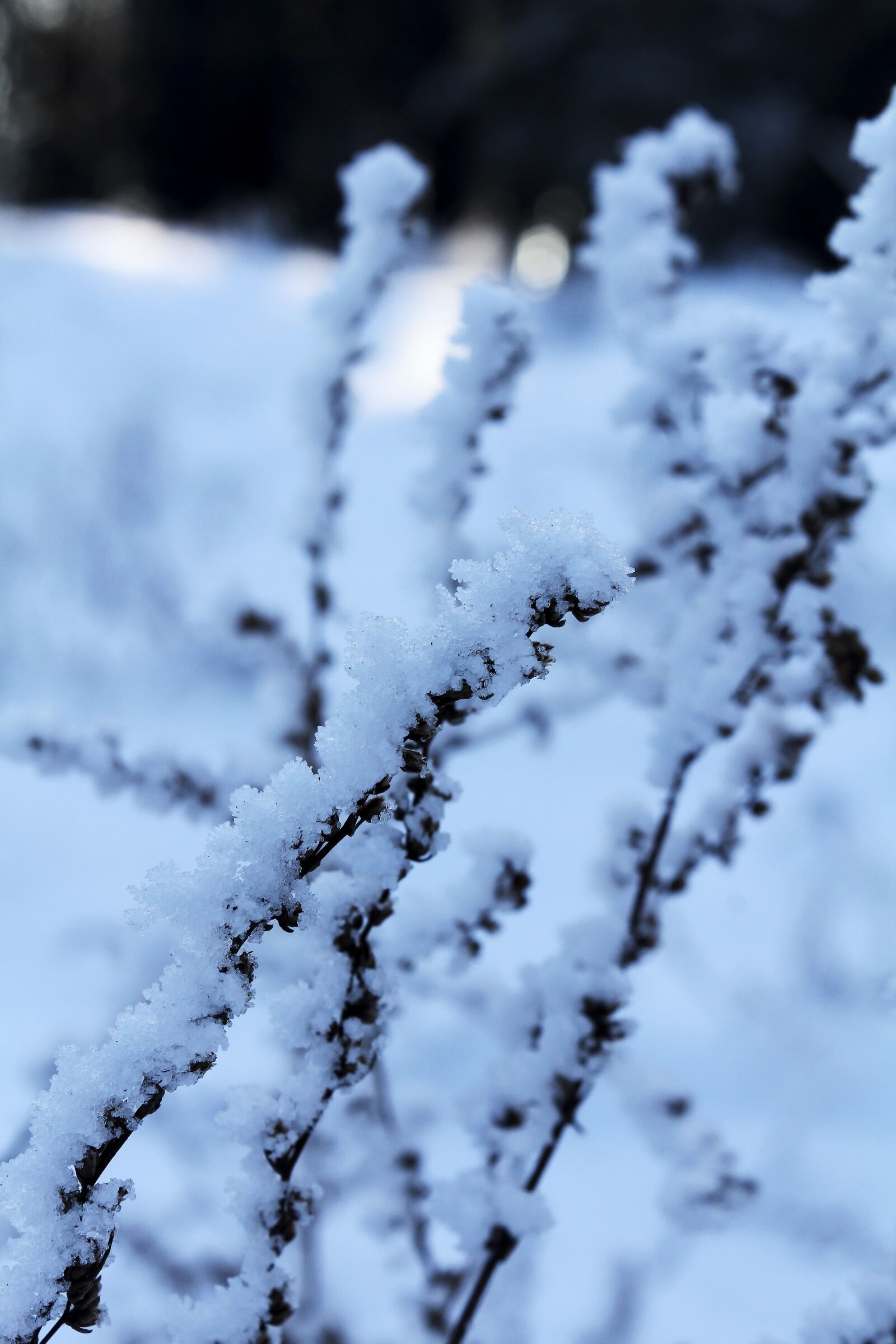 Canon EOS 600D (Rebel EOS T3i / EOS Kiss X5) sample photo. Grass, snow, nature photography