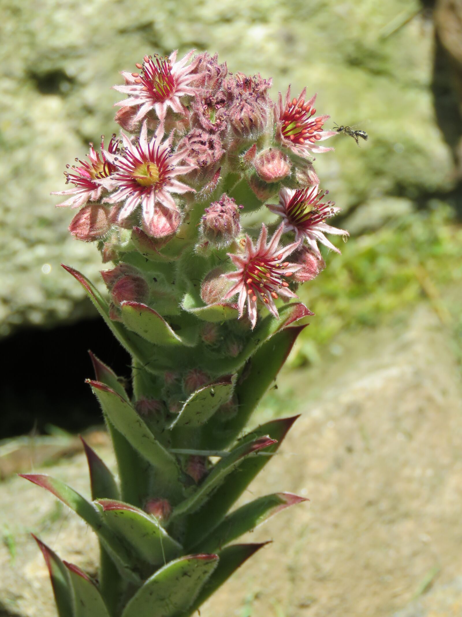 Canon PowerShot SX60 HS sample photo. Houseleek, blossom, bloom photography