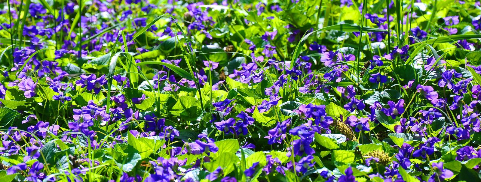 Nikon D90 sample photo. Spring, violet, nature photography