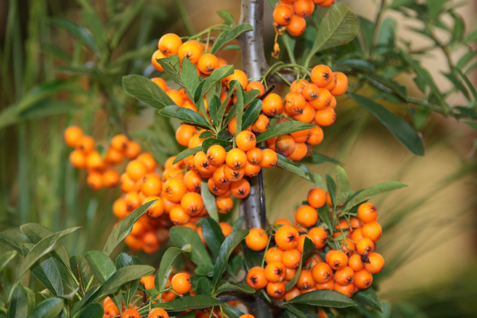 Canon EOS 450D (EOS Rebel XSi / EOS Kiss X2) sample photo. Fruit, sea buckthorn, nature photography