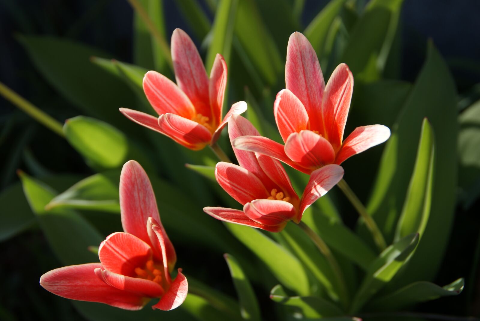 Sony Alpha DSLR-A200 sample photo. Tulips, spring, osterblumen photography
