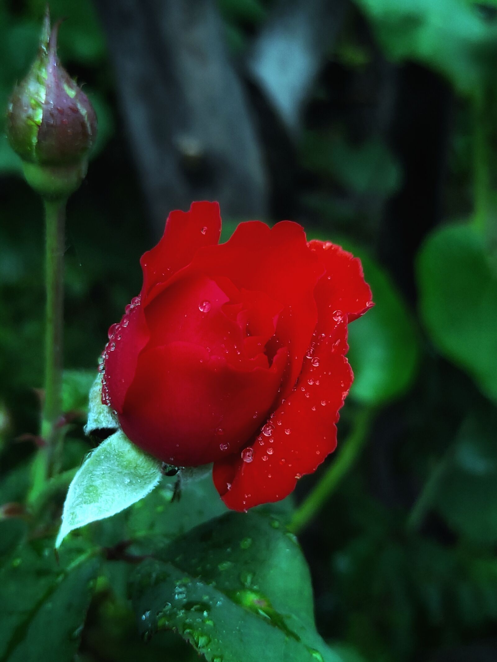 Realme 3 PRO sample photo. Flower, rose, beautiful photography