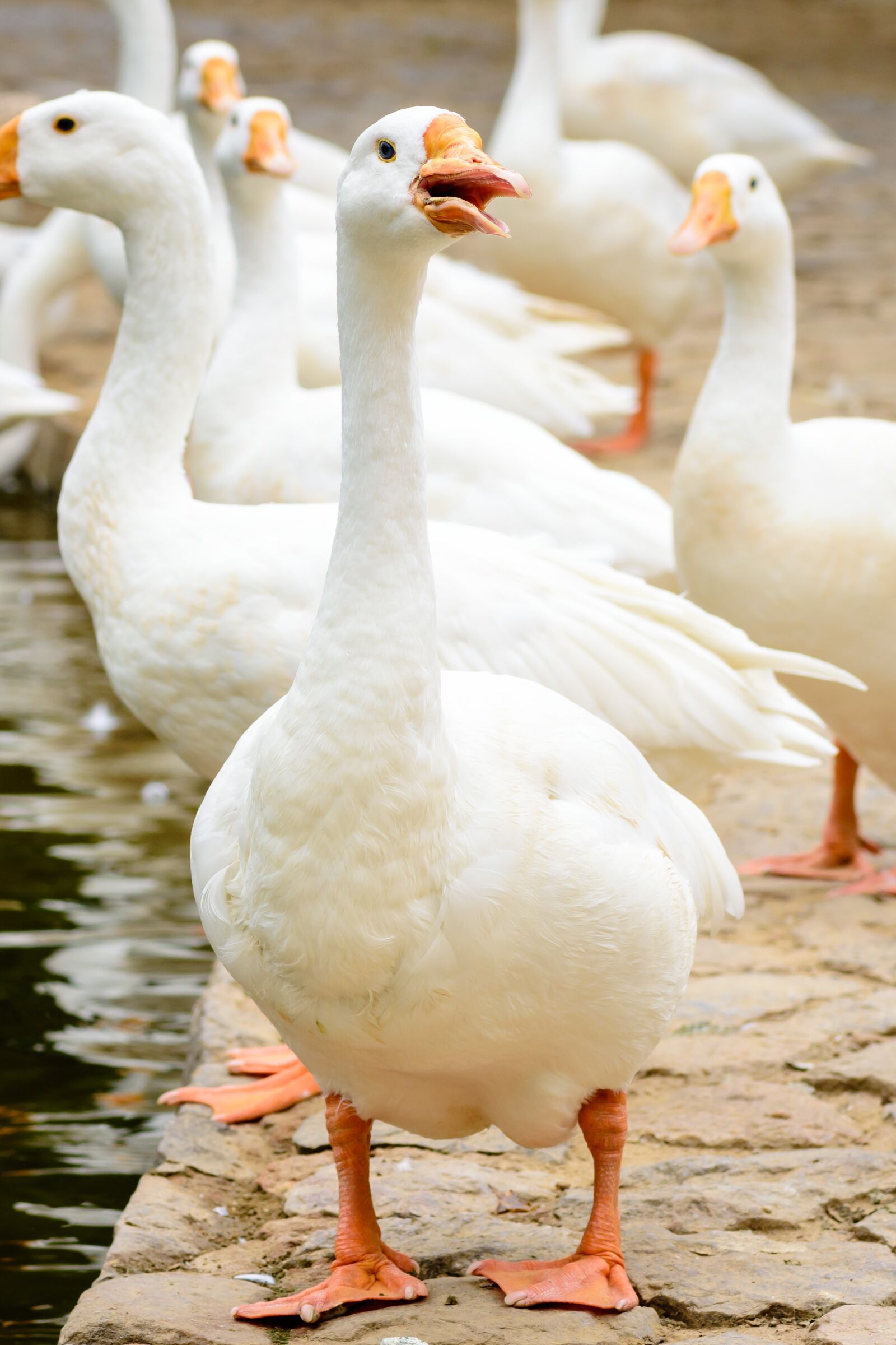 Nikon D7200 sample photo. Swan, white, bird photography