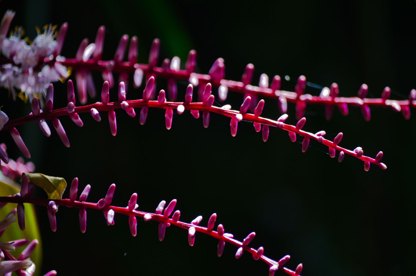 Nikon D3200 sample photo. Costa rica, plant, flower photography