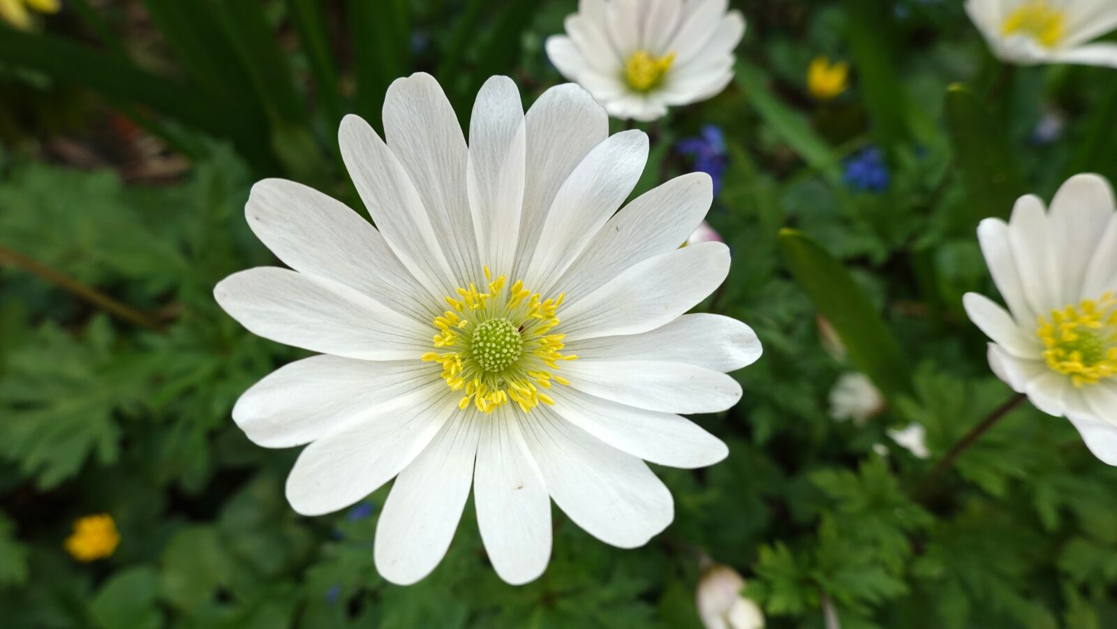 Sony Cyber-shot DSC-RX100 VI sample photo. Anemones, bulbs, white photography
