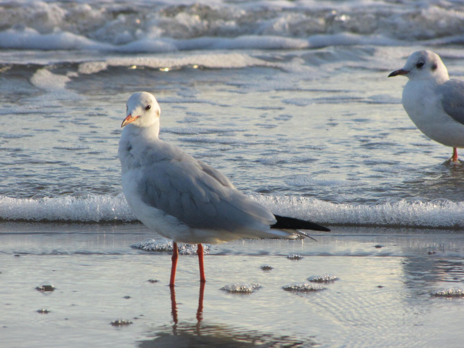 Canon PowerShot SX1 IS sample photo. Seagull, baltic sea, sea photography
