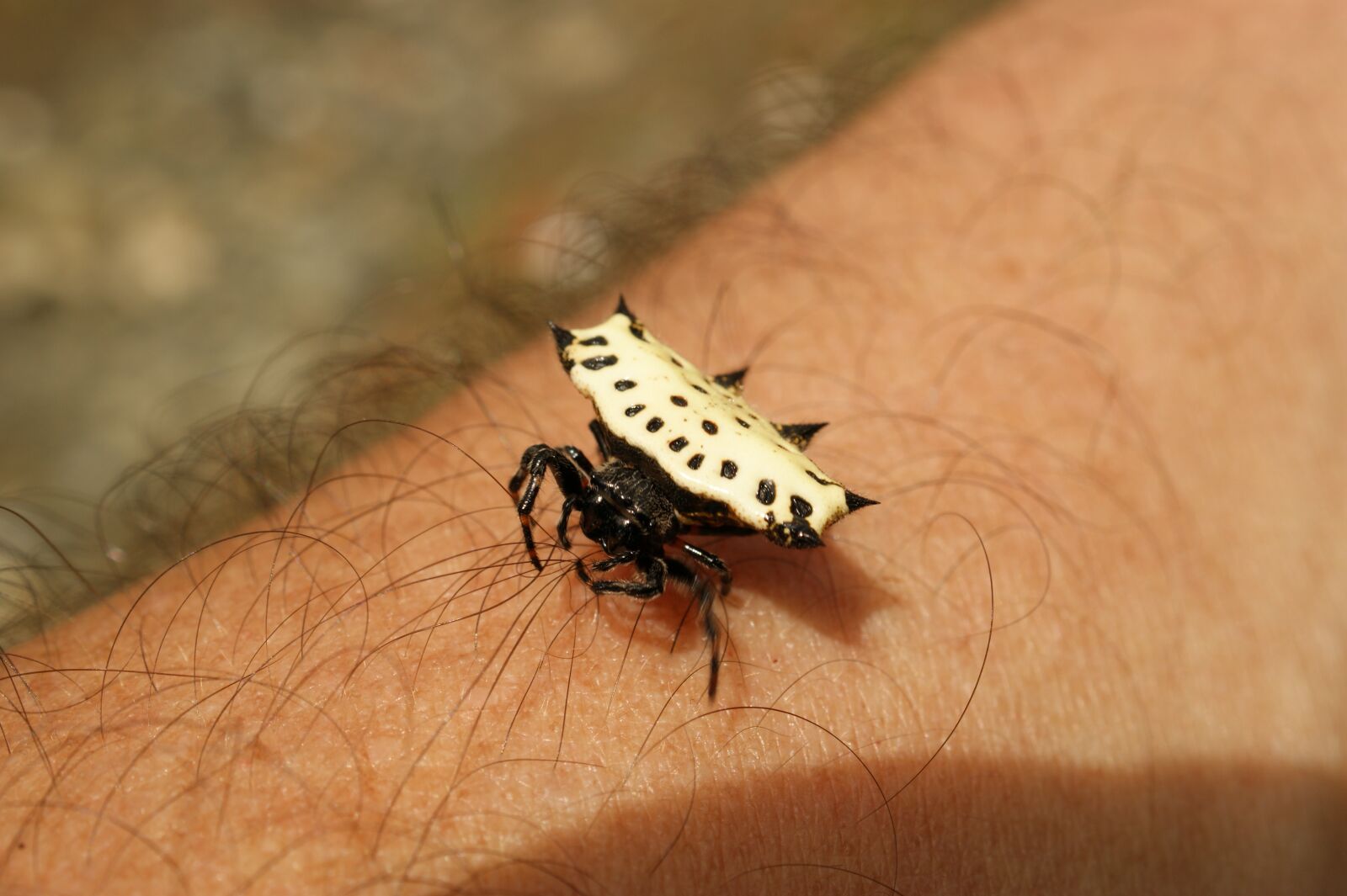 Sony Alpha DSLR-A390 sample photo. Insects, thebaid, quindio photography