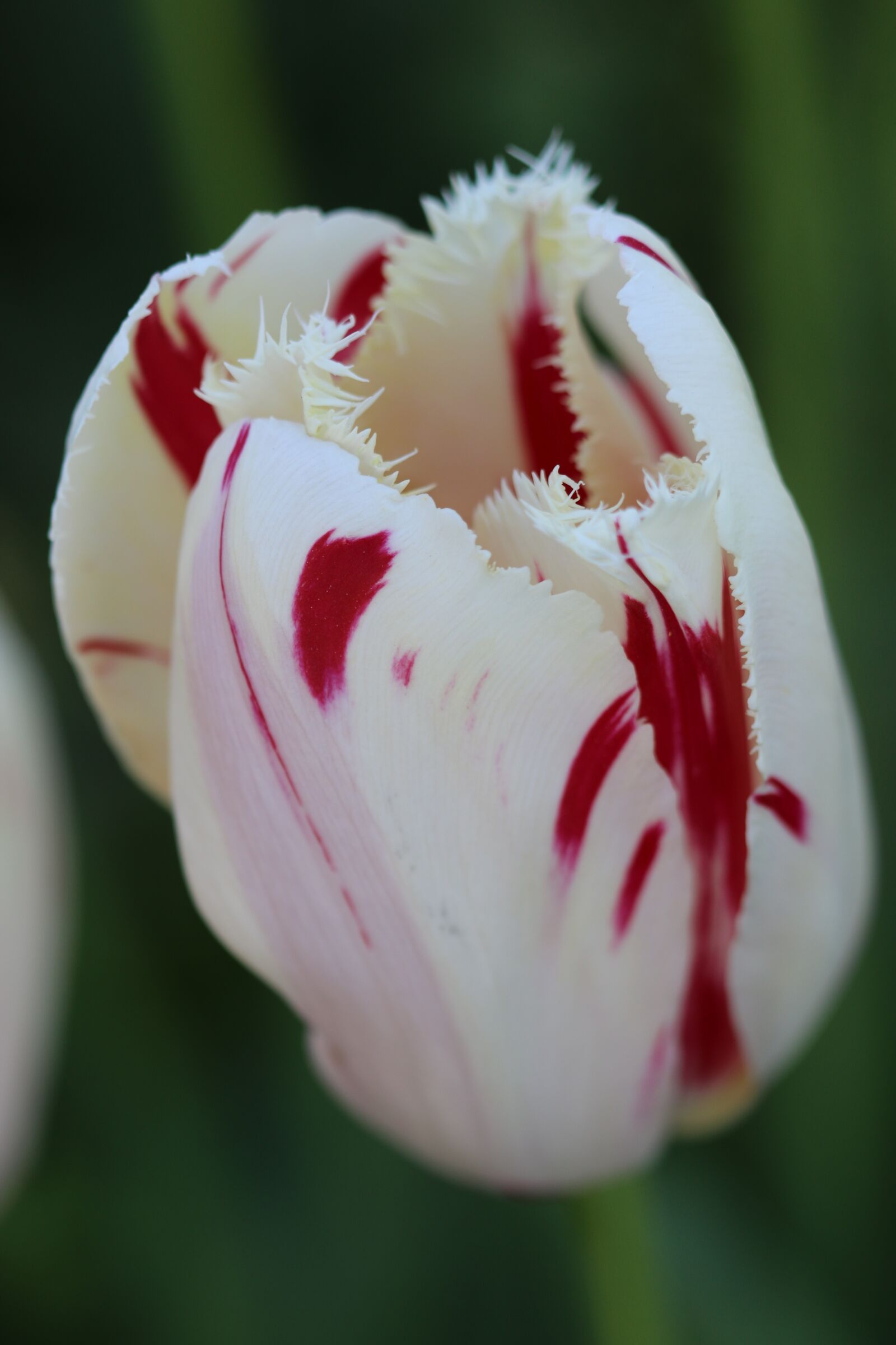 Canon EOS 70D + Canon EF 100mm F2.8 Macro USM sample photo. Tulips, white, pink photography
