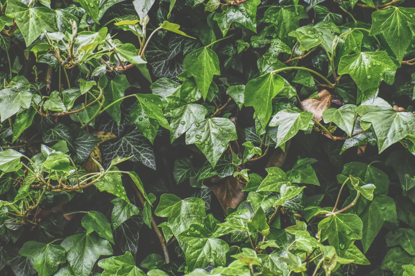 Nikon D7200 sample photo. Ivy, plant, garden photography