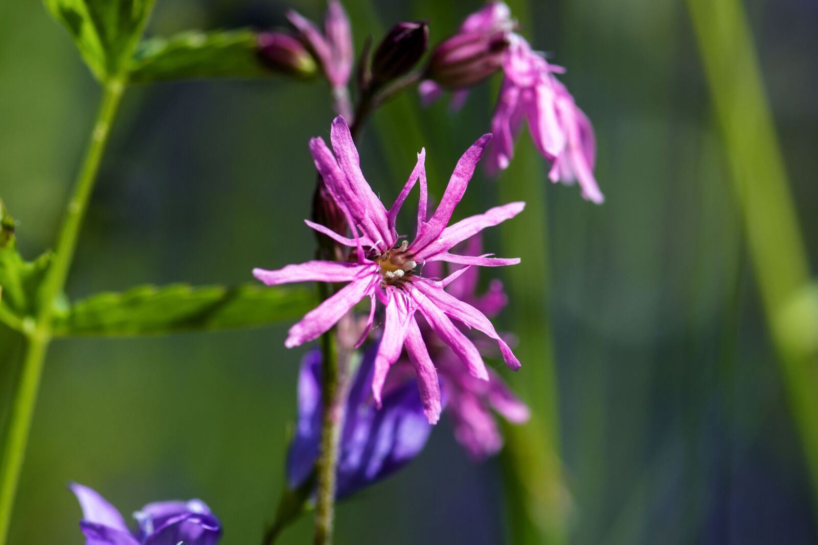 Nikon D7200 sample photo. Cuckoo-light elke, carnation, blossom photography