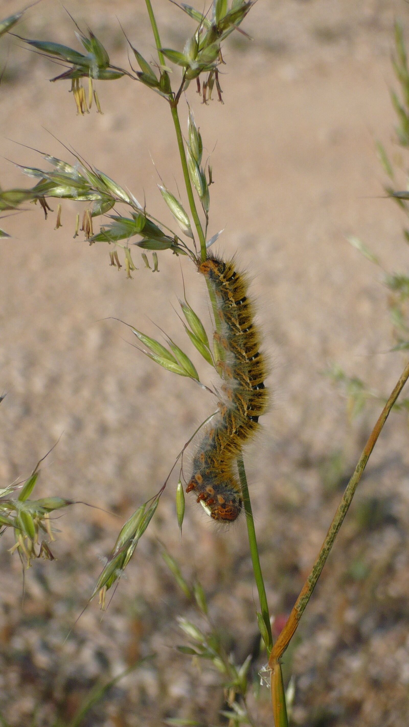 Panasonic DMC-LS75 sample photo. Caterpillar, butterfly, insect photography