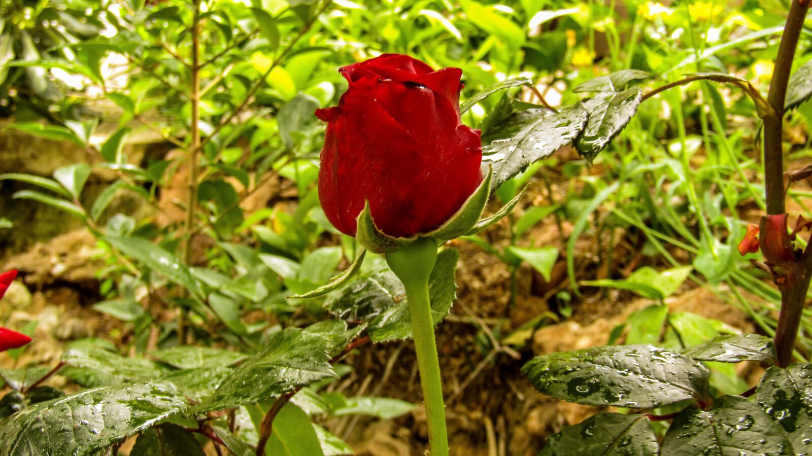 Canon PowerShot SX410 IS sample photo. Red rose, rosa, love photography