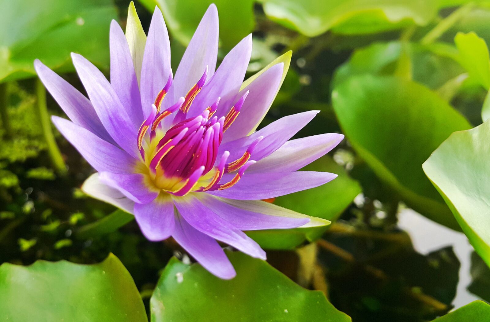 Samsung Galaxy Note4 sample photo. Flowers, lotus, flower photography