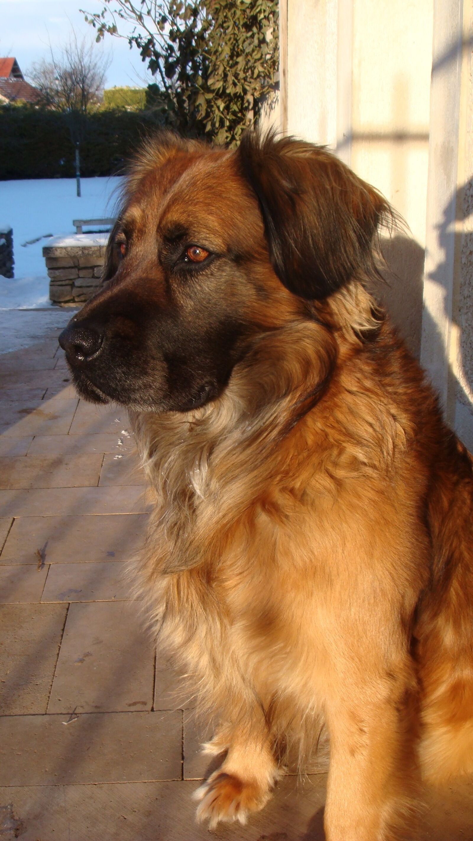 Sony DSC-T70 sample photo. Dog, animal, race photography