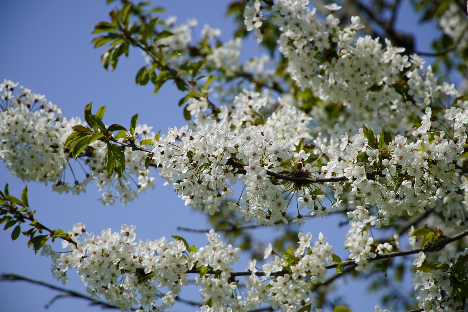 Sony a7R II + Sony E PZ 18-105mm F4 G OSS sample photo. Spring, blue sky, nature photography