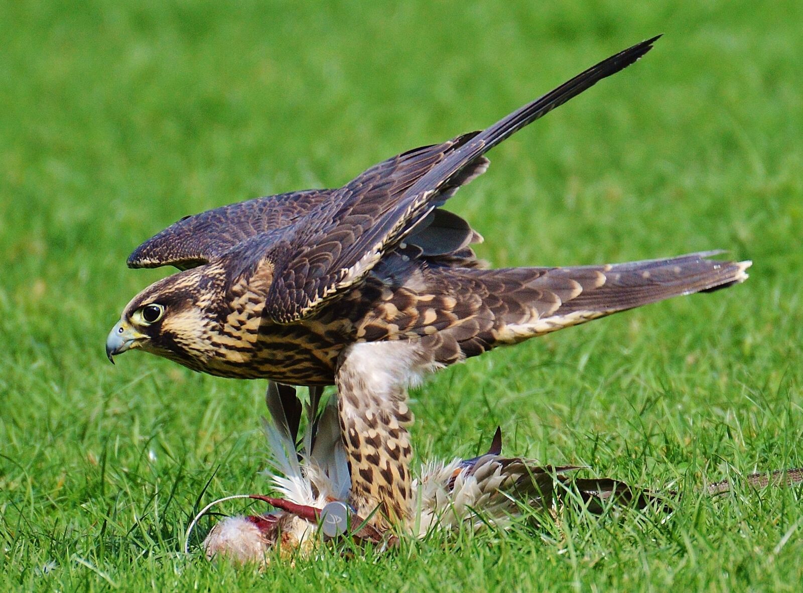 Nikon D3200 sample photo. Falcon, wildpark poing, prey photography