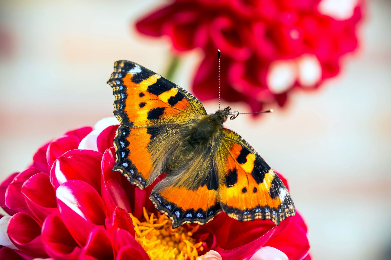 Canon EOS 650D (EOS Rebel T4i / EOS Kiss X6i) sample photo. Butterfly, little fox, nymphalis photography