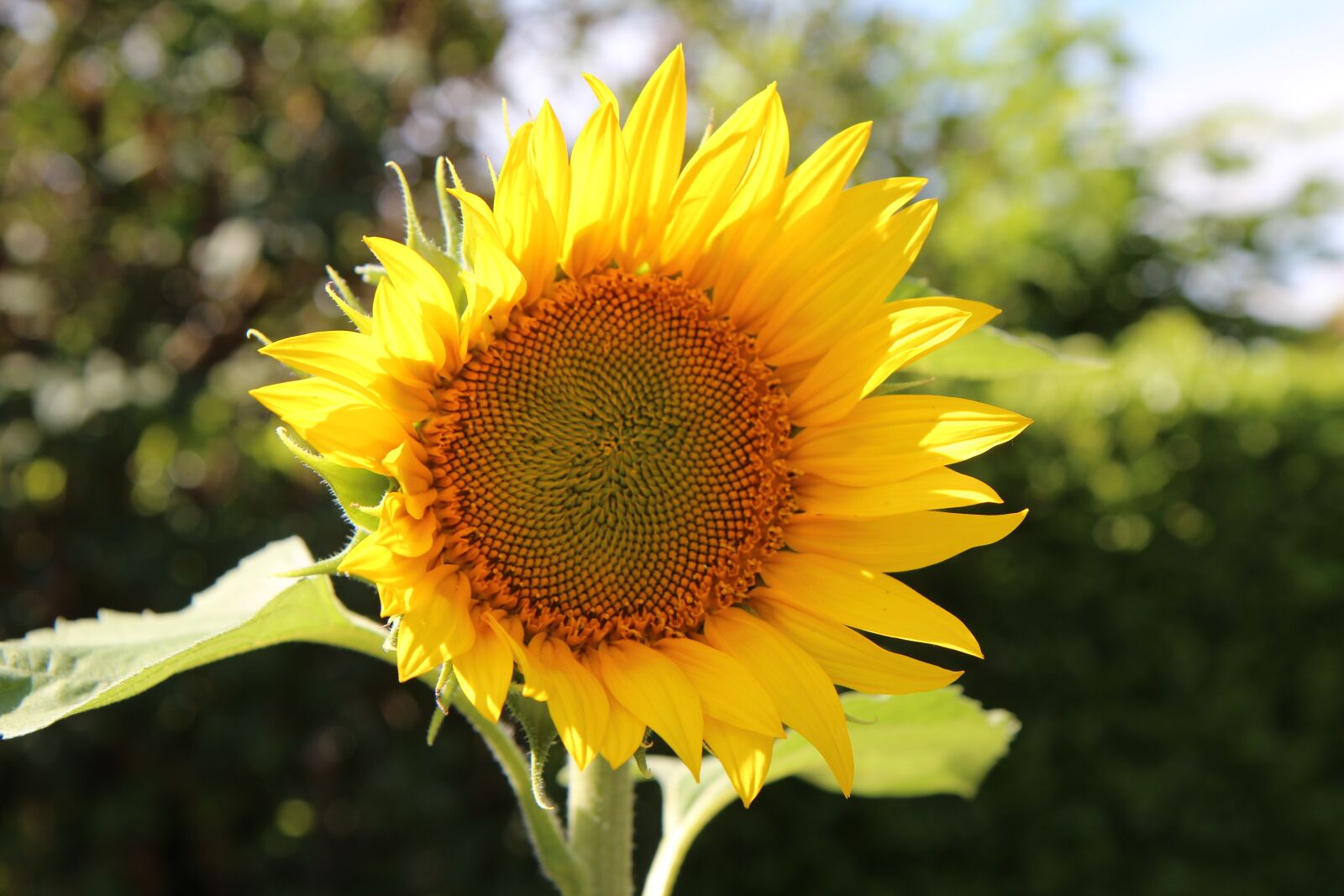 Canon EOS 600D (Rebel EOS T3i / EOS Kiss X5) sample photo. Sunflower, flower sun, flower photography