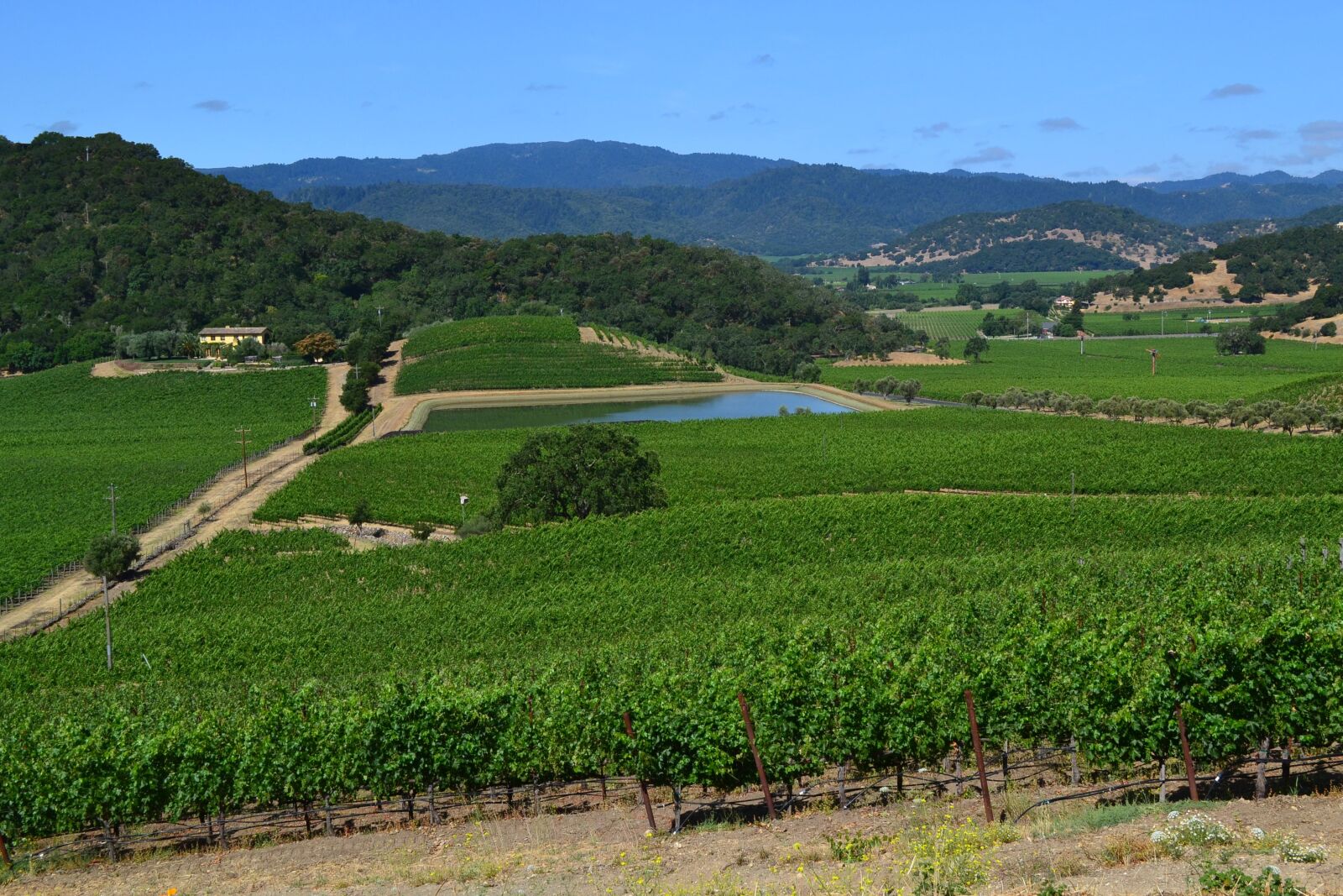 Nikon D3100 sample photo. Winery, wines, california photography