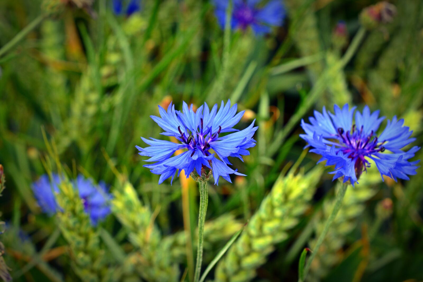 Nikon D5200 sample photo. Cornflower, blossom, bloom photography