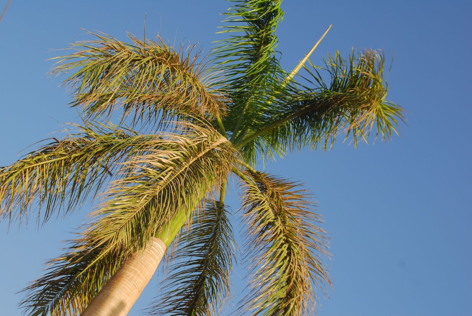 Nikon D200 sample photo. Tropical, tree, blue photography