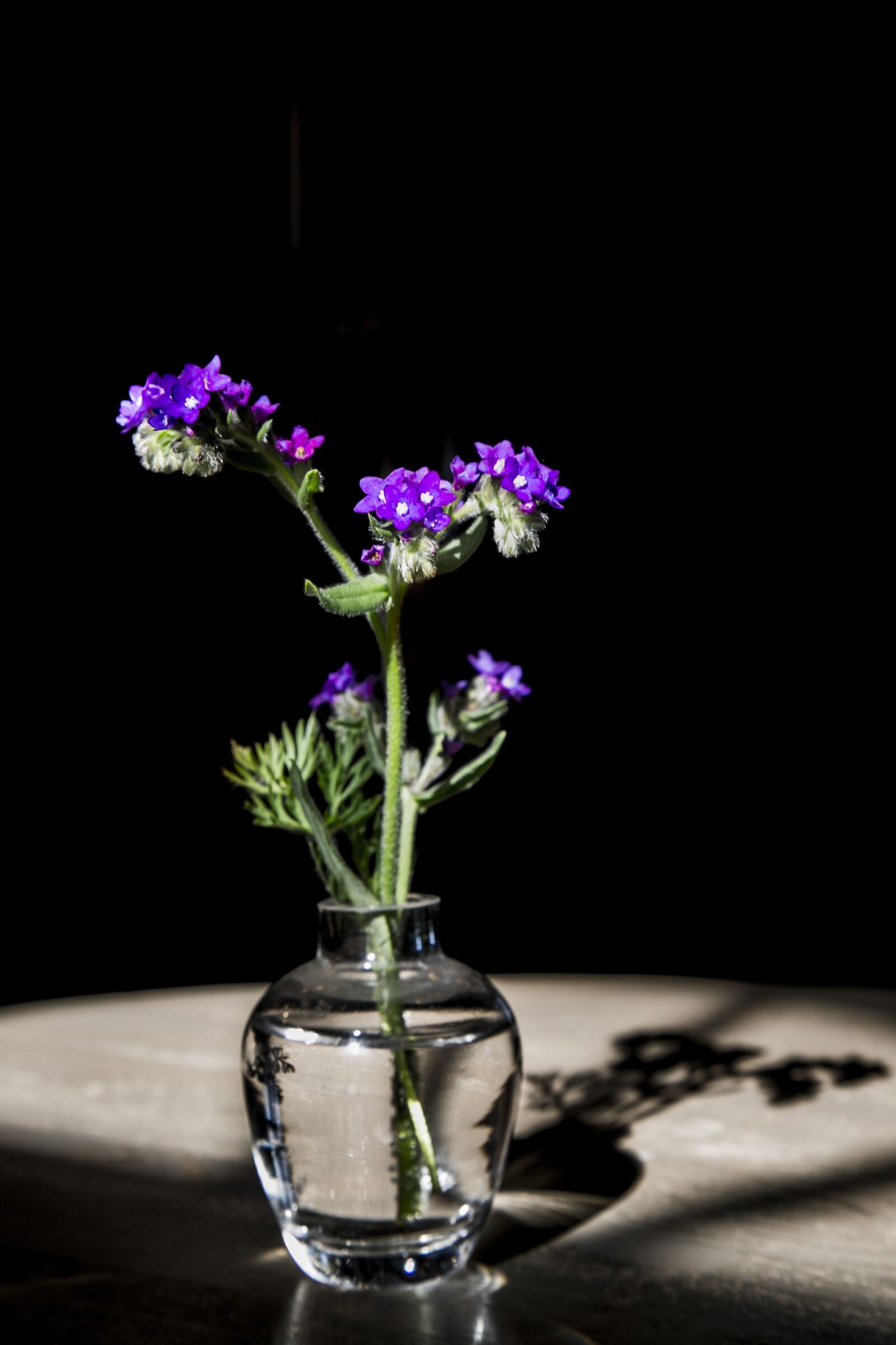 Canon EF 24-105mm F4L IS USM sample photo. Flowers, the darkness, purple photography