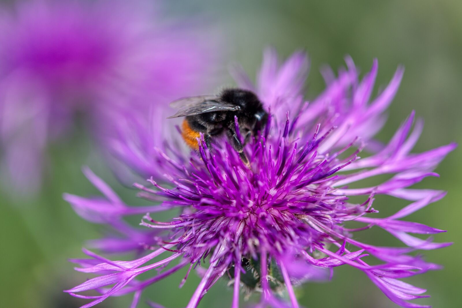 Nikon D750 sample photo. Thistle flower, wild flower photography