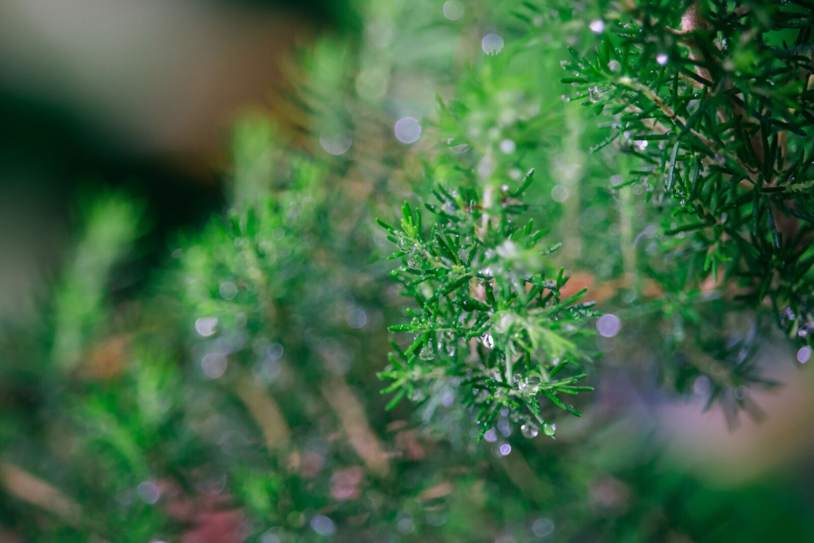 Canon EF-S 55-250mm F4-5.6 IS STM sample photo. Plant, nature, rain photography