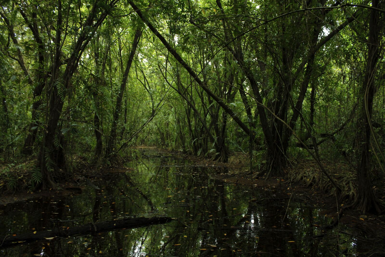 Canon EOS 700D (EOS Rebel T5i / EOS Kiss X7i) sample photo. Forest, green, nature photography