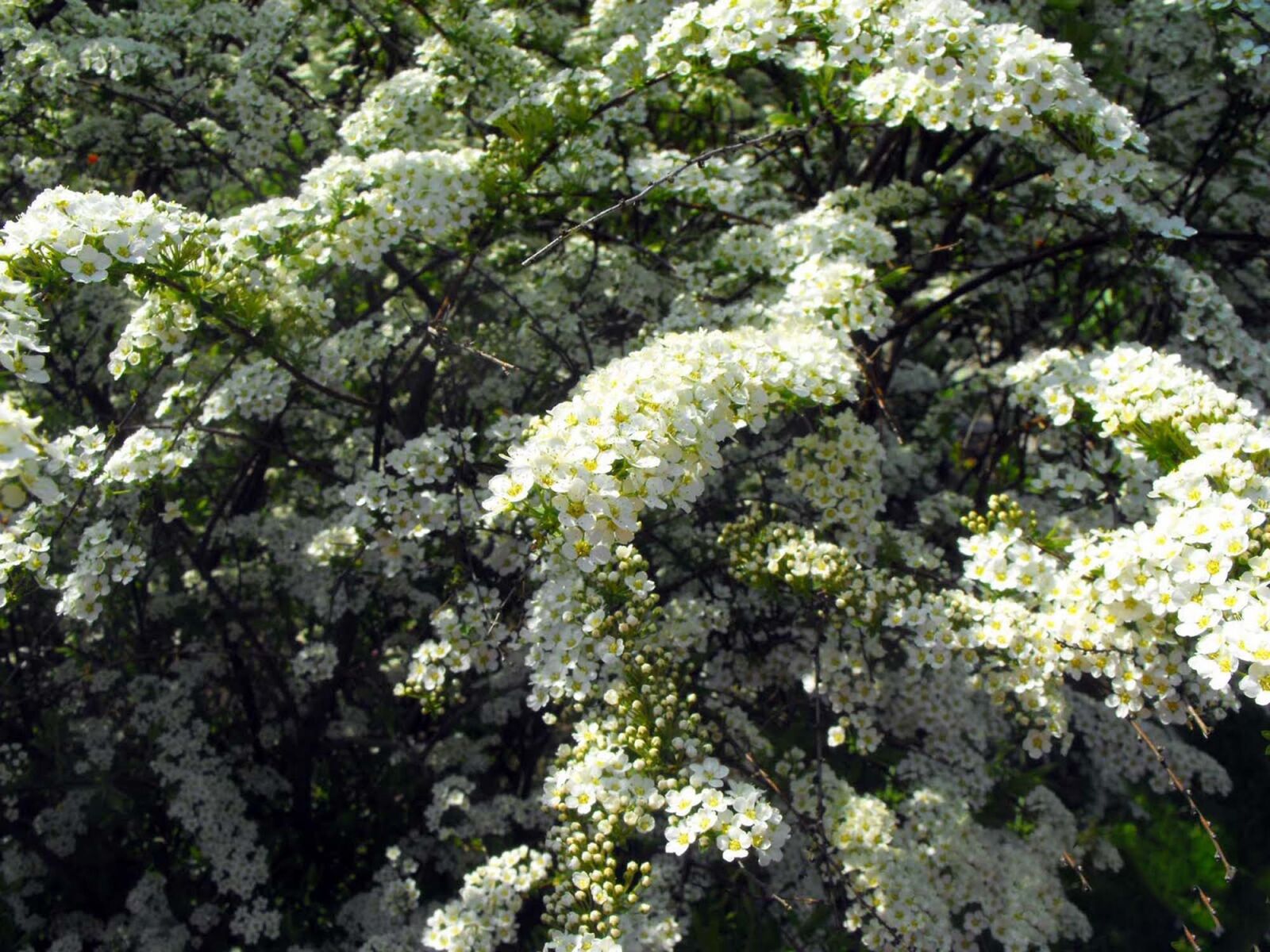 Fujifilm FinePix S1000fd sample photo. Flowers, white flowers, plant photography