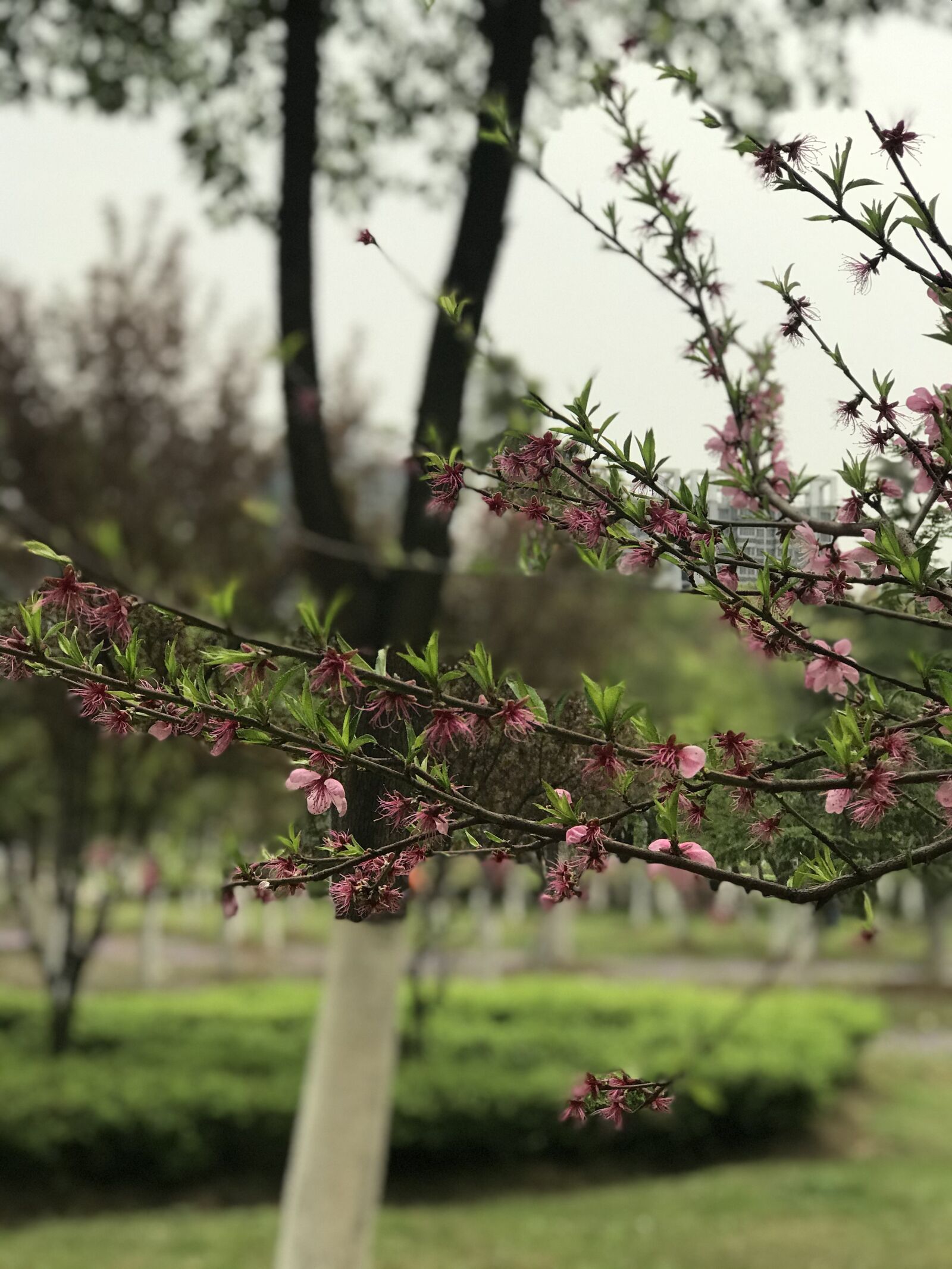 Apple iPhone 7 Plus sample photo. Peach blossom, spring, flower photography