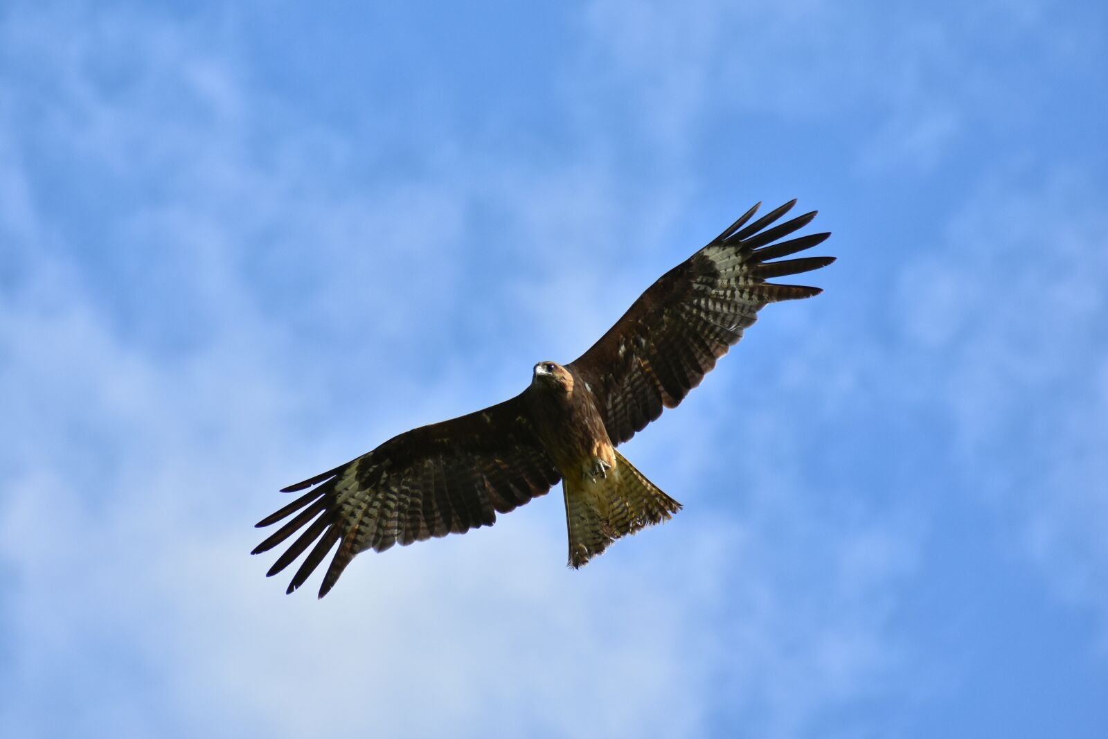 Nikon D7200 sample photo. Animal, sky, cloud photography