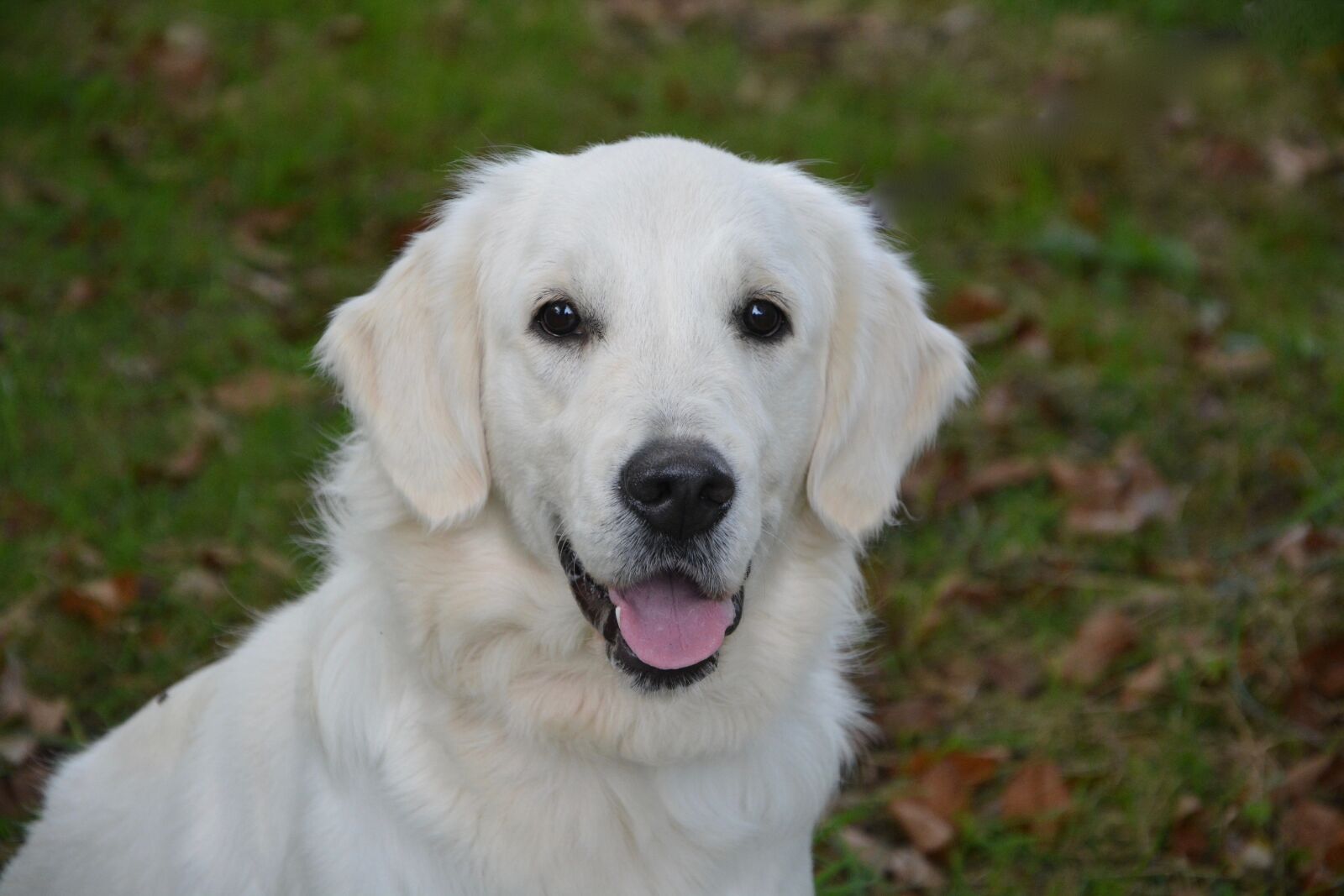 Nikon D5200 sample photo. Dog, bitch, golden retriever photography
