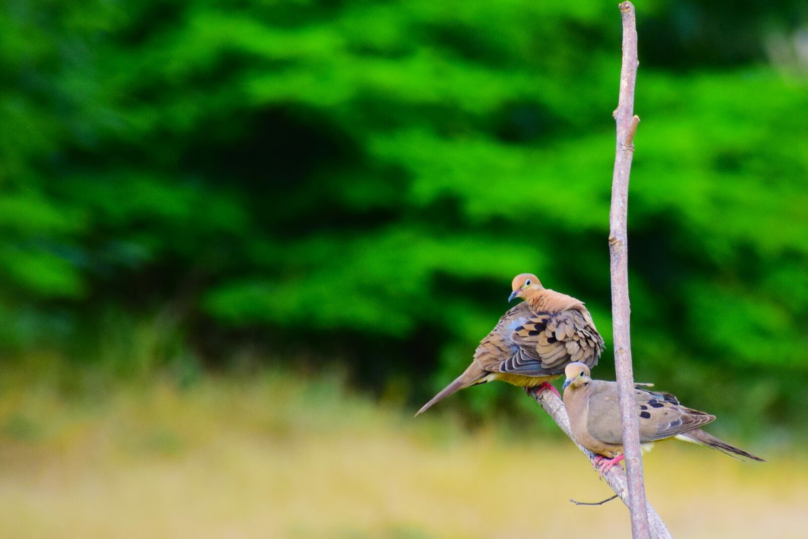 Nikon D5300 sample photo. Pigeons, birds, pen photography