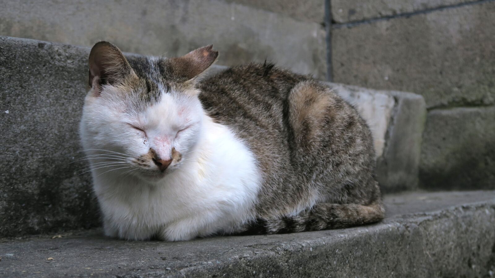 Canon PowerShot G7 X sample photo. Cat, cute, animal photography
