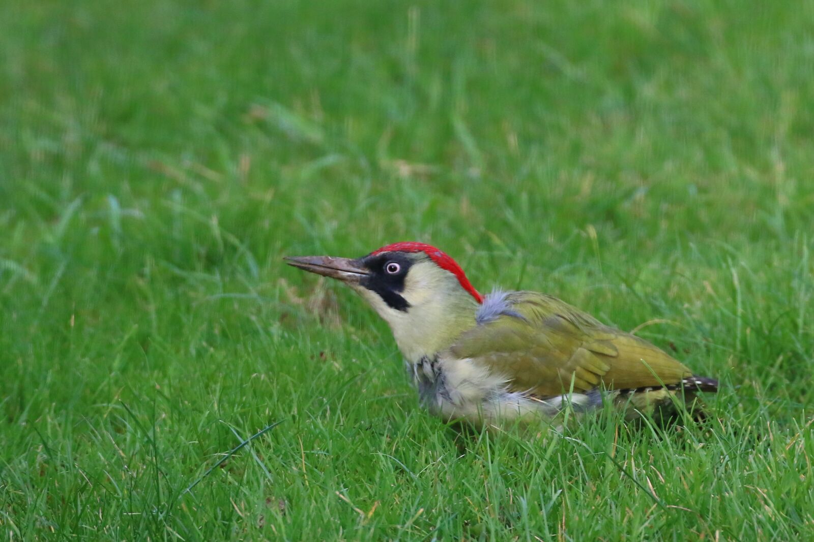 Canon EOS 70D sample photo. Essex, bird, green woodpecker photography