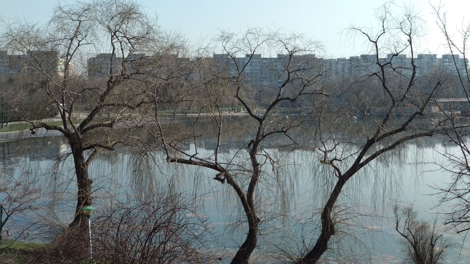 Xiaomi Mi A1 sample photo. Tree, nature, branch photography