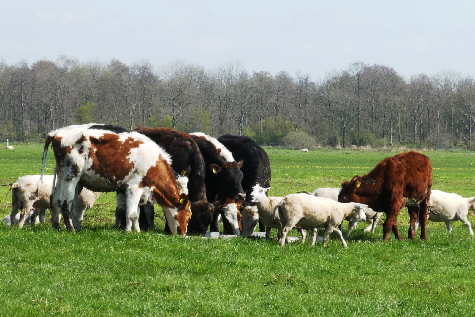 Panasonic Lumix DC-ZS70 (Lumix DC-TZ90) sample photo. Calves, sheep, lambs photography