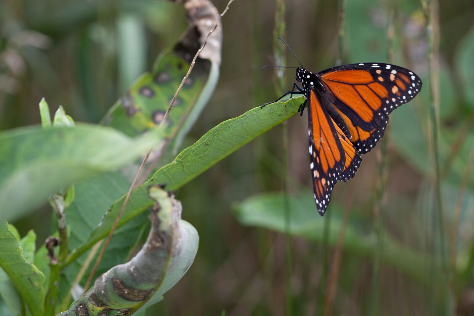 Canon EOS 5D Mark II sample photo. Red, orange, insect, plant photography