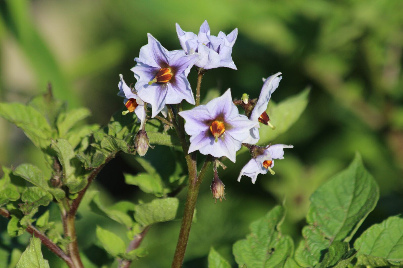 Canon EOS 650D (EOS Rebel T4i / EOS Kiss X6i) sample photo. Potatoes, potato, flowers photography